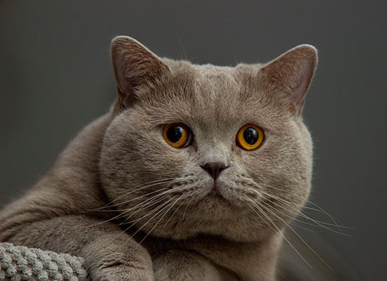 Шотландская кошка с прямыми ушами